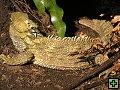 thn_The Catlins Coast 039.jpg